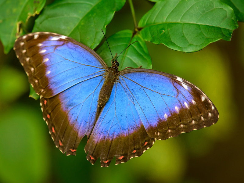 Blue Morpho Butterfly