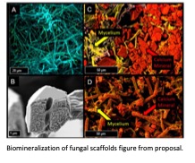 Microscope images of biomineraliztion