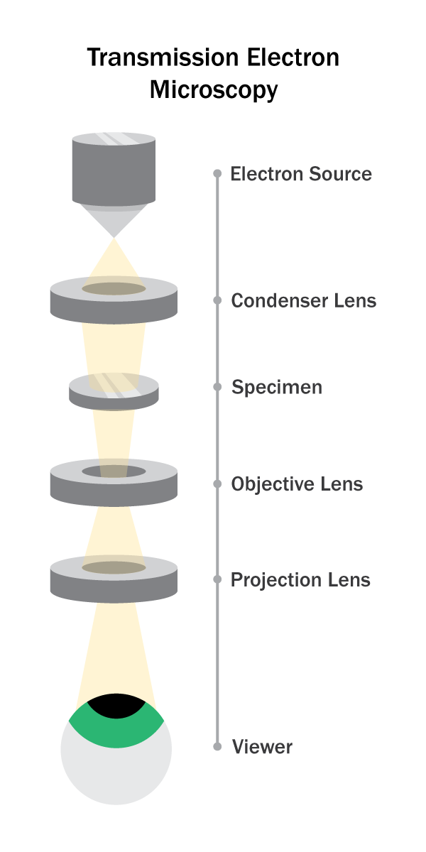 Illustration of transmission electron microscopy